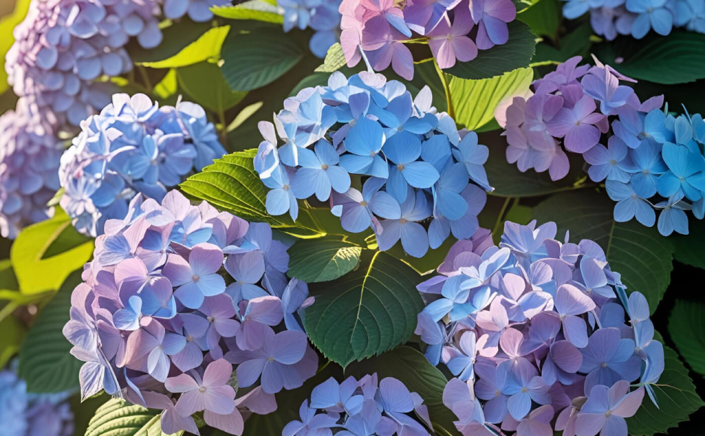 Hydrangea